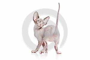 Cat. Canadian sphynx cat kitten on white background