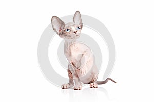 Cat. Canadian sphynx cat kitten on white background