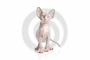 Cat. Canadian sphynx cat kitten on white background