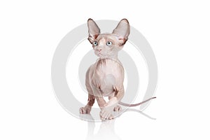 Cat. Canadian sphynx cat kitten on white background