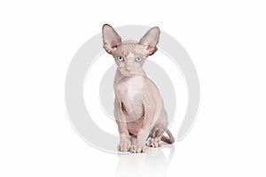 Cat. Canadian sphynx cat kitten on white background