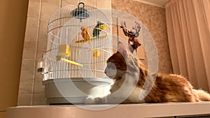 Cat and canary