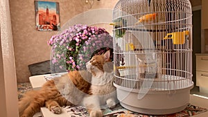 Cat and canary