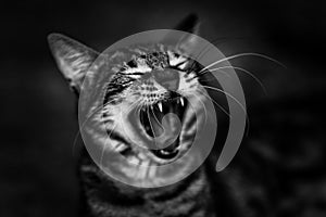 Cat canine teeth gape black white