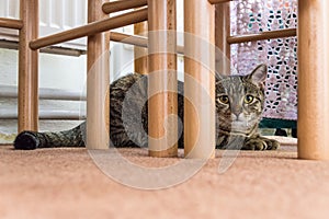 Cat captured under the table