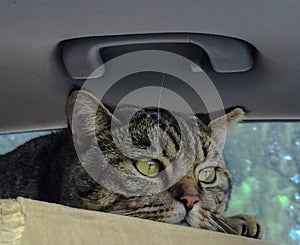 Gato en auto 