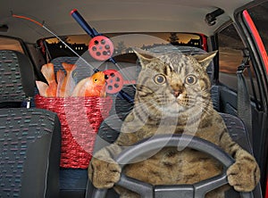 Cat in car returns from fishing at night