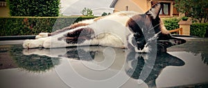 Cat on the car roof / chat sur le toit de la voiture