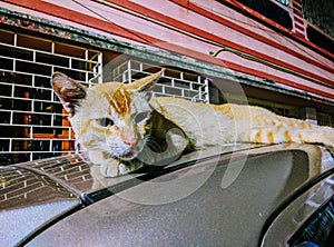 Cat on a car. photo
