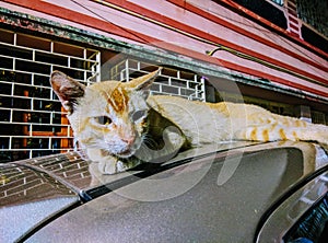 Cat on a car.