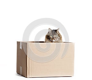 Cat in Cardboard Box