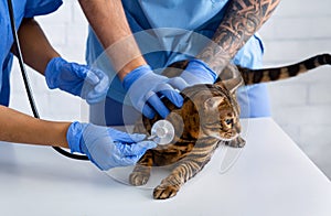 Cat cardiology. Vet doctor with nurse listening to their patient`s heartbeat at animal hospital, close up