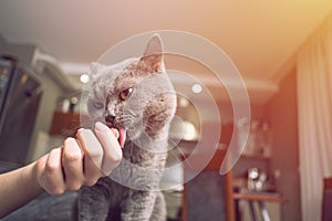 Cat caresses about the hand of a woman, close up of cat, happy cat, owner is stroking the cat, cat sniffs the owner`s finger