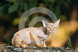 A Cat, a carnivorous terrestrial animal with whiskers and tail, sits on a rock