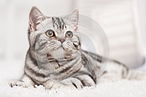 Cat on the carpet