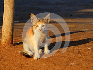 Cat in Carter beach Mumbai