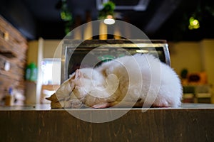Cat in cat cafe