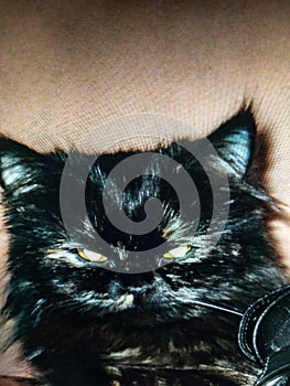Cat, cat eyes, brown cat, Persian cat, beautiful cat,