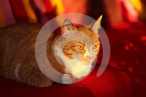 Cat / Red-headed cat