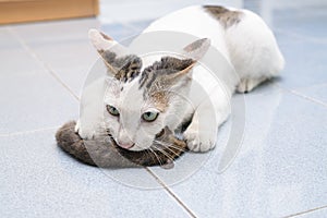 Cat catch and bite mouse, rat