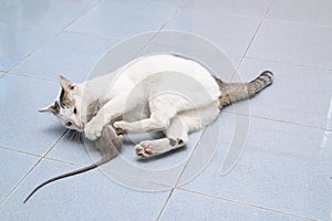 Cat catch and bite mouse, rat