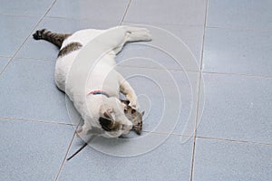 Cat catch and bite mouse, rat