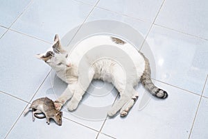 Cat catch and bite mouse, rat