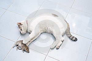 Cat catch and bite mouse, rat