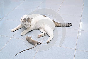 Cat catch and bite mouse, rat