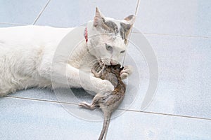 Cat catch and bite mouse, rat