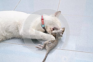 Cat catch and bite mouse, rat