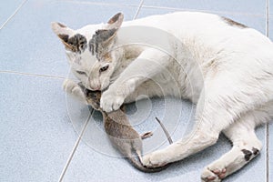 Cat catch and bite mouse, rat