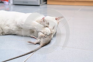 Cat catch and bite mouse, rat