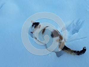 Cat catch mouse snow