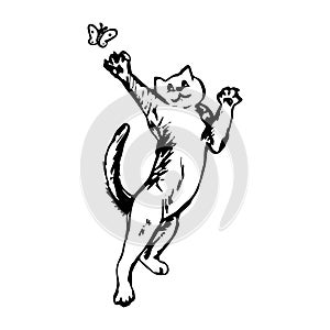 The cat catches a butterfly