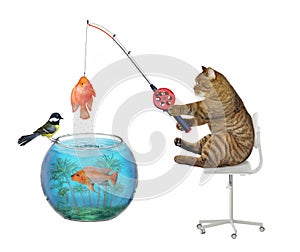Cat catches fish from ball aquarium