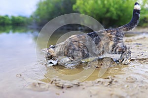 cat catches fish standing on the sandy shore and lowering his face into the water of the pond