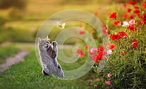 Cat catches a flying butterfly with its paw on a flower poppy field