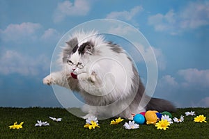 Cat catches its prey in the grass