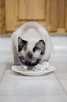Cat With Catfood