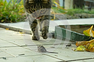 the cat caught the mouse in the garden in the fall and is playing with toy