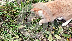The cat caught the mouse. Ginger kitten plays with a mouse outdoors