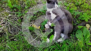 cat caught the mouse in the yard and plays with it.