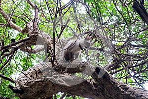 Cat caught on the tree need help because the tree is so overwhelming it will climb down