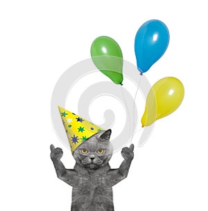 Cat celebrating birthday with balloons