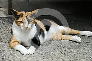 Cat on the cement floor. Cats sitting on the cement floor,Thai cat skin