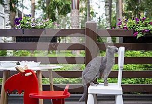 Cat on a chair on the veranda on a summer day