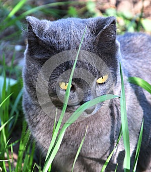 Cat of the Chartreuse breed or a Cartesian cat