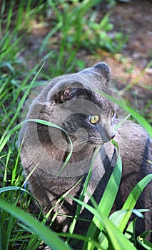 Cat of the Chartreuse breed or a Cartesian cat