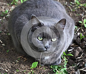 Cat of the Chartreuse breed or a Cartesian cat